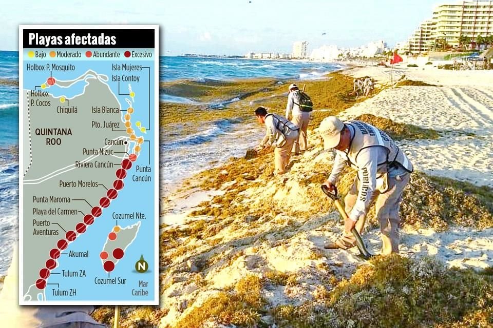 El sargazo está de vuelta en Quintana Roo.