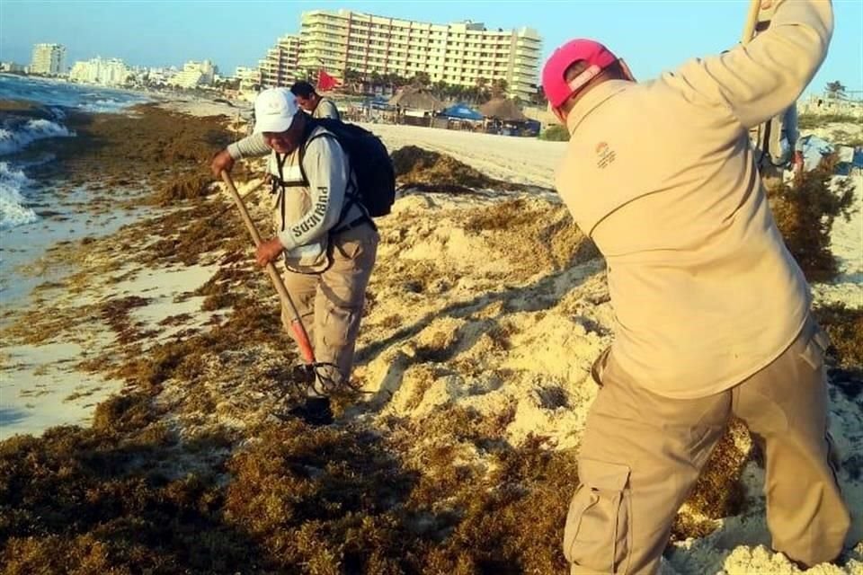 Playa Delfines y Coral de Cancún padecen el arribo masivo de sargazo.