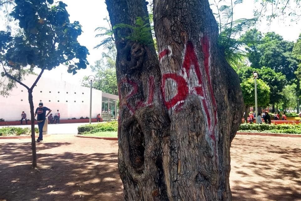 Hasta los árboles son utilizados como 'lienzo'. Este ejemplar se ubica en el Parque Revolución.