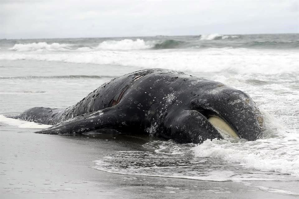 De acuerdo al centro, cuatro ballenas murieron por desnutrición y otros tres por golpes de embarcaciones.