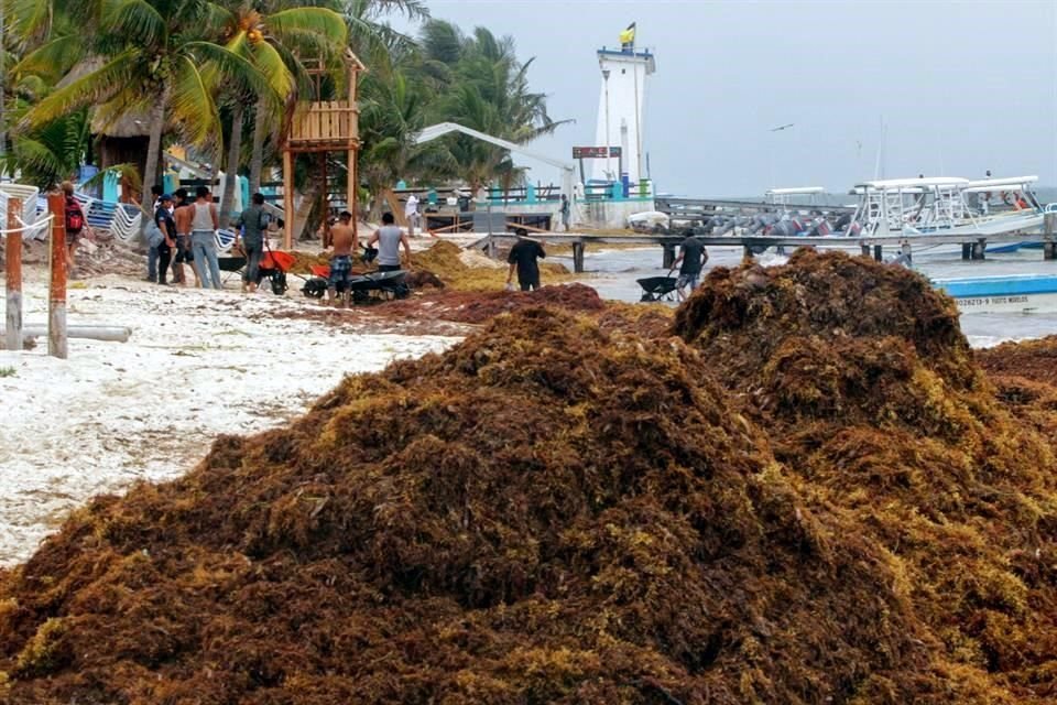 Martínez Arroyo anticipó que la llegada masiva de sargazo a las costas mexicanas es el tipo de fenómenos que se esperan con mayor frecuencia en escenarios de cambio climático.