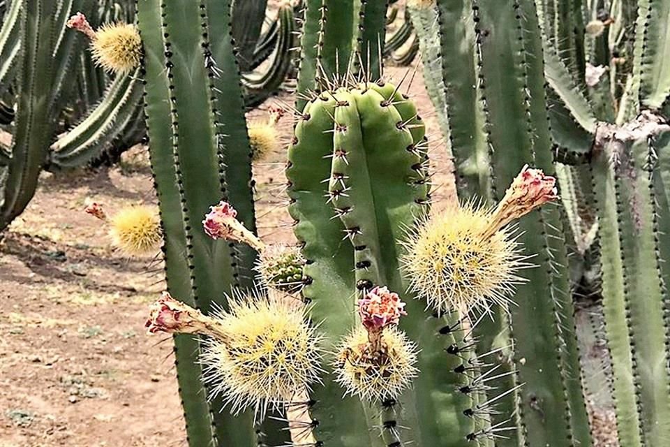 Una Mujer Fotografía A Las Flores En Una Rama De Cactus Saguaro