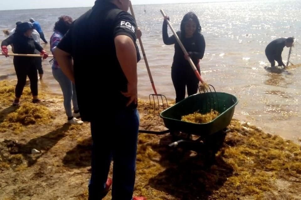 En las actividades de recolección de sargazo participaron 415 voluntarios, de acuerdo con el Gobierno estatal.