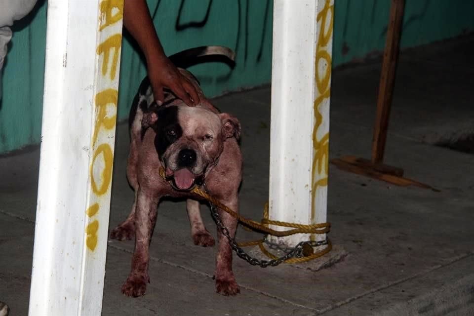 El perro tiene 7 años de edad y estaba solo en casa cuando ingresó el presunto ladrón.