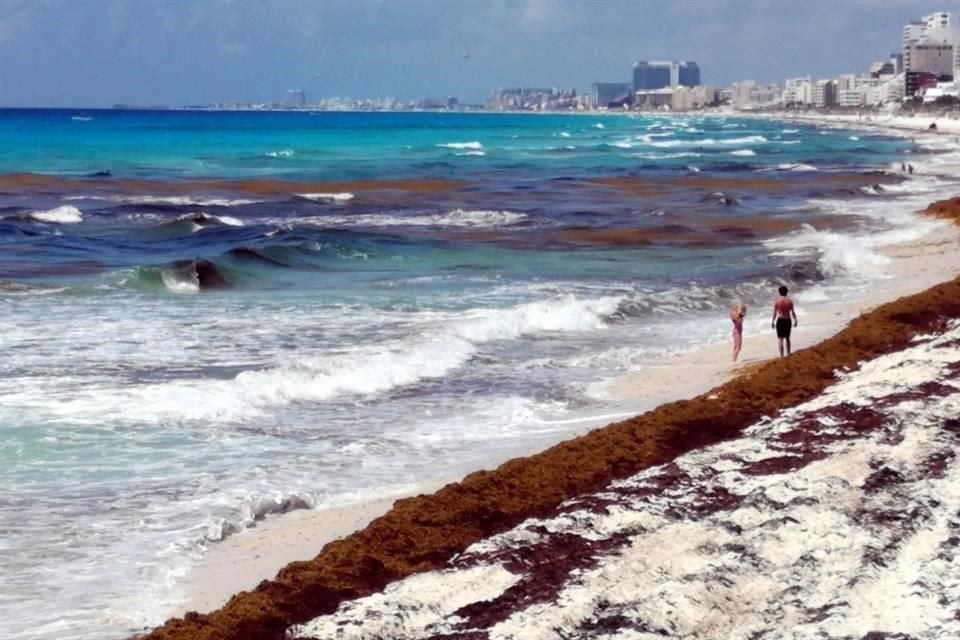 Pese a las acciones de diversos sectores, no se ha podido contener el sargazo en playas de Quintana Roo.