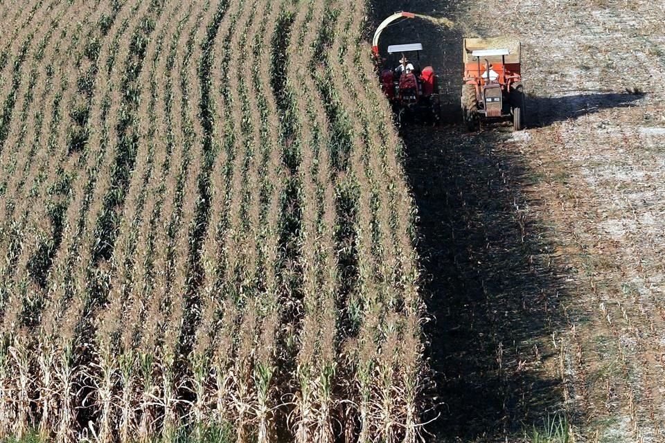 Pese a ser autosuficiente en maíz, México importa el grano de otros países, principalmente de Estados Unidos.