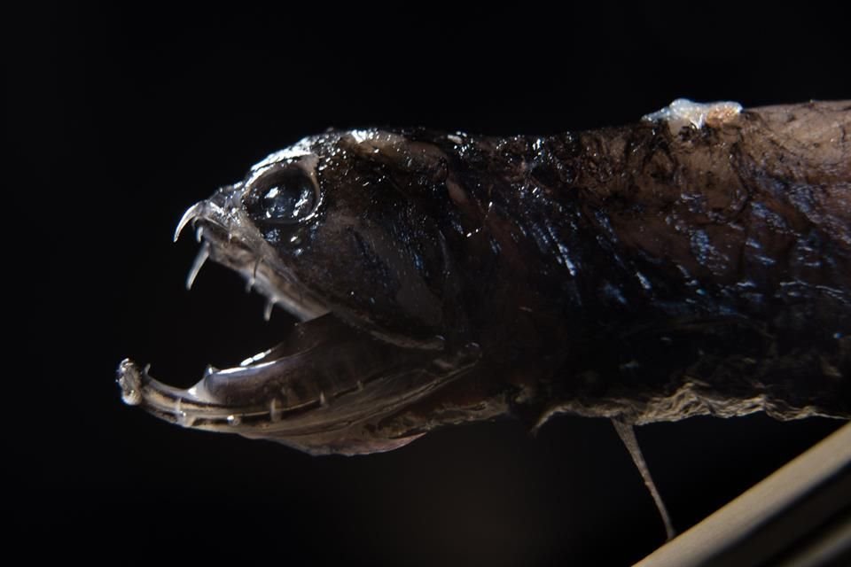 Los también llamados peces dragón están en la cima de la cadena alimenticia en su hábitat.