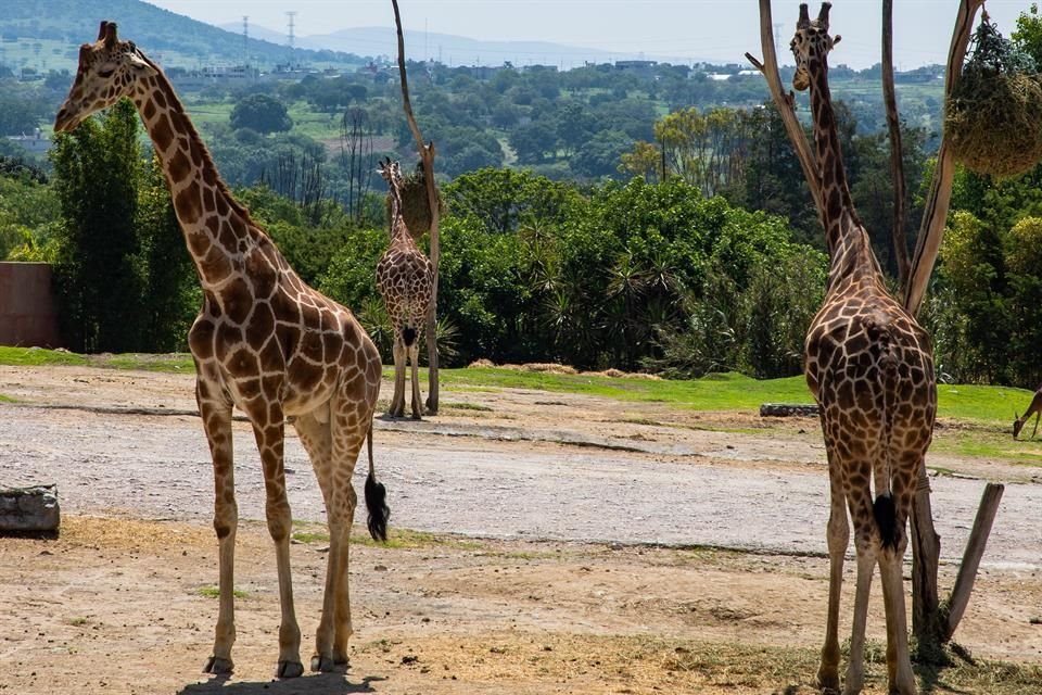 El parque Africam Safari donó 38 mil dólares para la conservación de especies amenazadas en México y África.