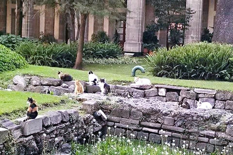 Algunos llegan a pensar que los gatos de Palacio tienen 155 años, pero es claro que no es así, aunque no se sabe si serán su descendencia.