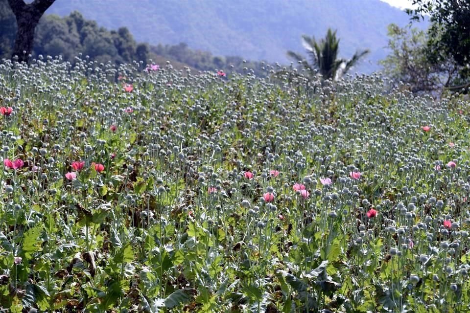 Cultivo de flor de amapola, de donde se extrae la goma de opio, en México.