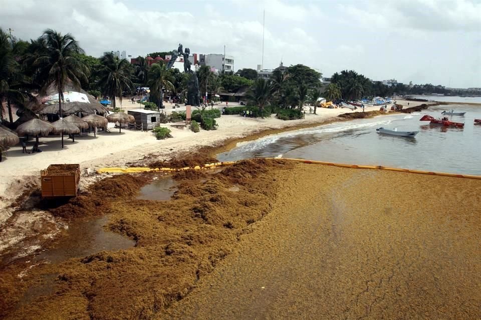 Las cadenas hoteleras trasladan temporalmente a vacacionistas a playas no afectadas por el sargazo.