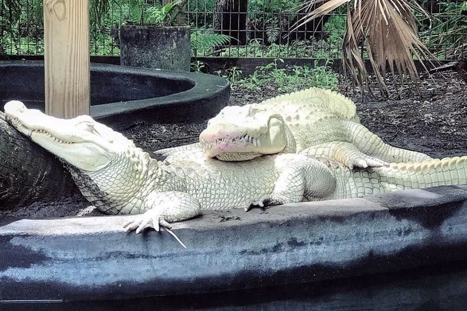 Una pareja de ejemplares albinos de Florida, Estados Unidos, podrían tener hasta 19 hijos en los próximos meses.