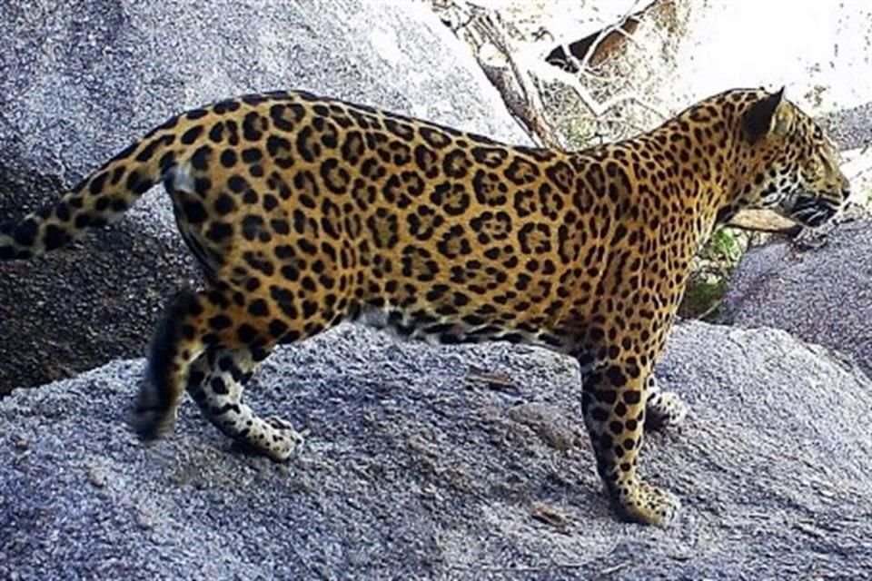Disney promueve acuerdos entre ganaderos del País para salvar al jaguar mexicano de la extinción.