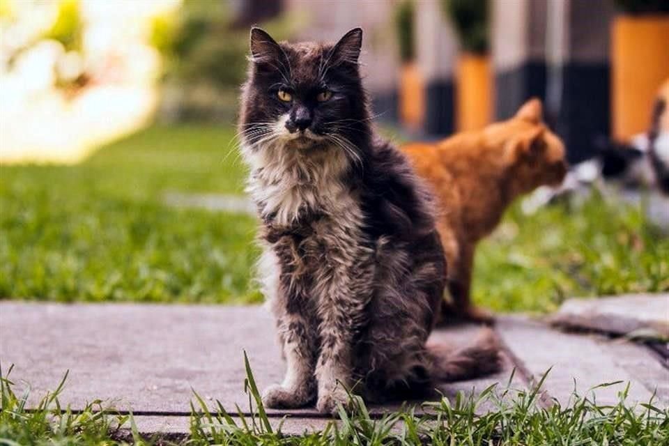 El gato tenía más de 10 años de edad, reportó Hacienda.