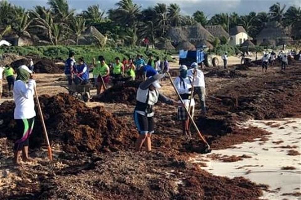 Ayer, el Ayuntamiento de Tulum reportó el levantamiento de 83 toneladas de sargazo.