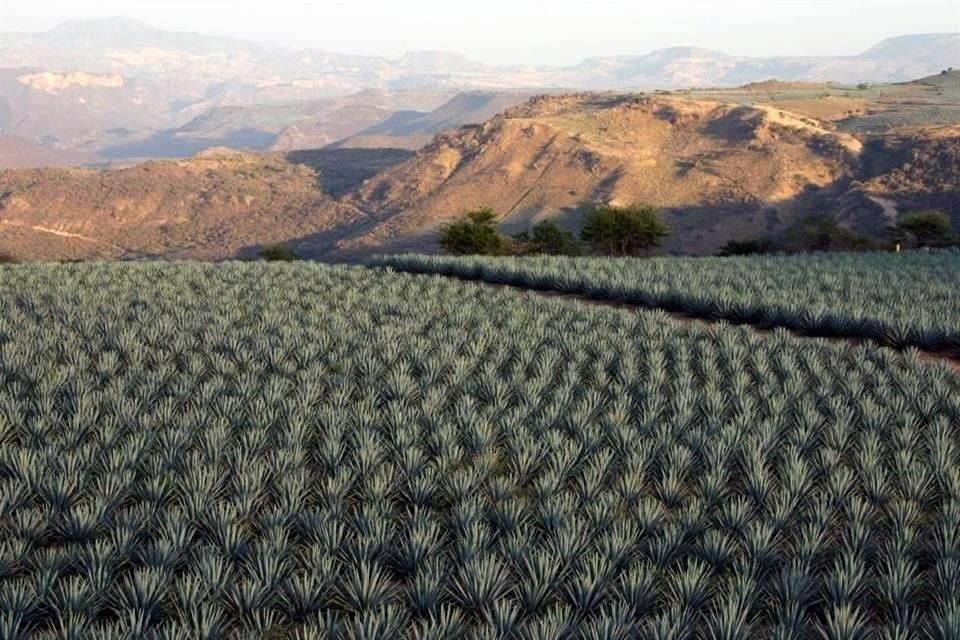 Pese a que el Paisaje Agavero se ve amenazado por la proliferación de cultivos, la comisión que debe resguardarlo no se ha reunido en meses.