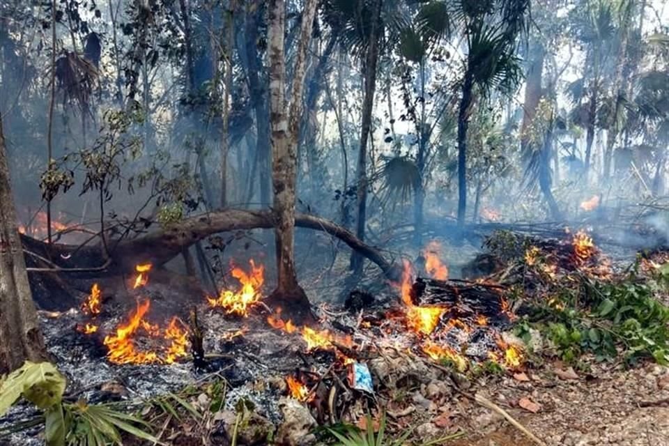 La Red solicitó a la ciudadanía llevar los donativos a sus instalaciones en Tulum pero pidió no llevar dinero ni vincular el donativo a actos políticos o partidarios.