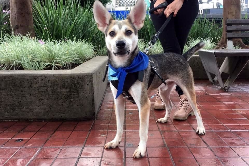 Si te interesa adoptar a  Soto, puedes contactar a su rescatista al 3319183095.