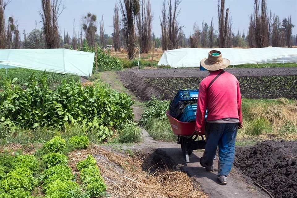 La pandemia ha disminuido la demanda de grandes consumidores de alimentos como los restaurantes, hoteles, zonas turísticas y de negocios.