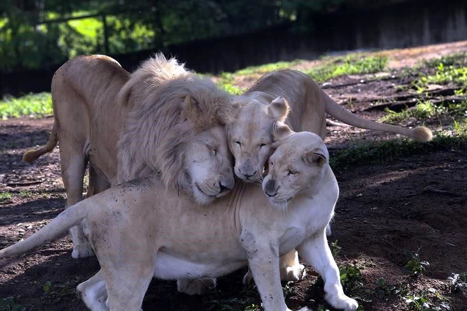 Los rugidos de leones se pueden escuchar hasta 7 kilómetros a la redonda. Las hembras del Zoológico han tenido hasta cuatro crías.