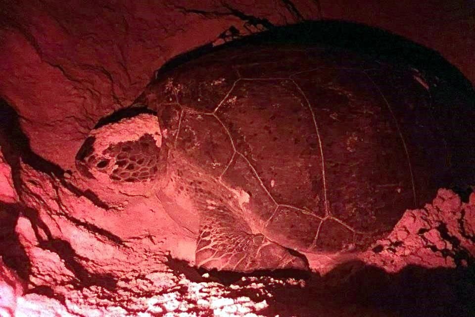 Los nidos de tortuga en Quintana Roo no han sido afectados por el sargazo, según el Comité de Tortuga de Quintana Roo. 