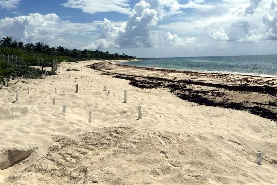 La presencia de sargazo en Quintana Roo persiste, sin embargo, esto no ha afectado a las tortugas que ahí anidan.