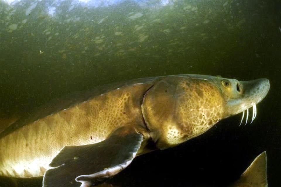La población de grandes peces, como los esturiones, decreció 94 por ciento.