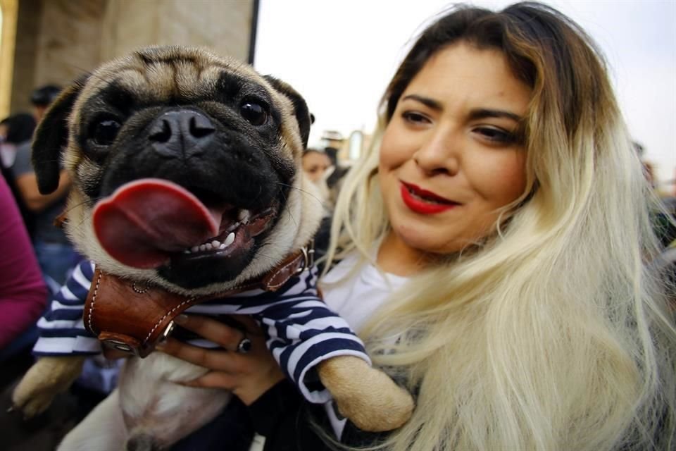 Especialista dijo que se le debe procurar una buena vivienda, alimentación, higiene y atención médica a las mascotas.