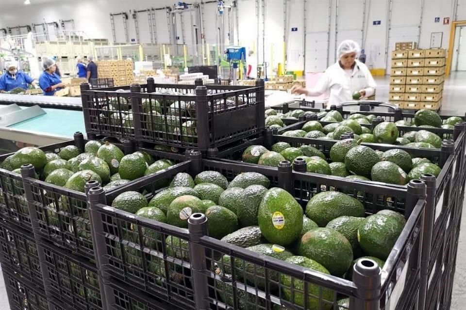 El sector aguacatero mexicano designó en 2018 a China como su cuarto mercado estratégico, después de Estados Unidos, Canadá y Japón.