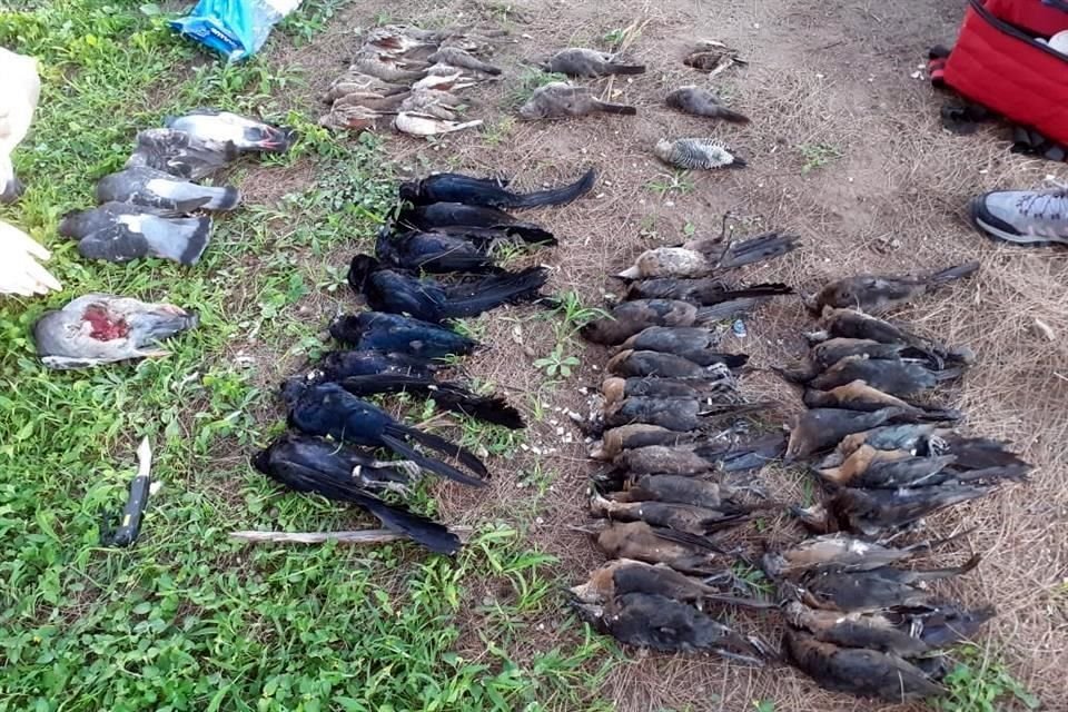 Los vecinos recogieron los cuerpos de las aves y prevén presentar una denuncia hoy, pues ayer -por el asueto- no pudieron.