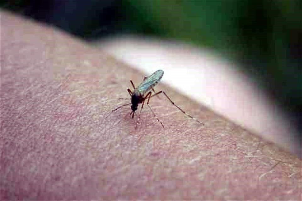 En el año, Jalisco ya suma 4 mil 290 personas con dengue, y se sitúa en segundo lugar nacional, tan sólo de bajo de Veracruz, que tiene 5 mil 267 casos confirmados.