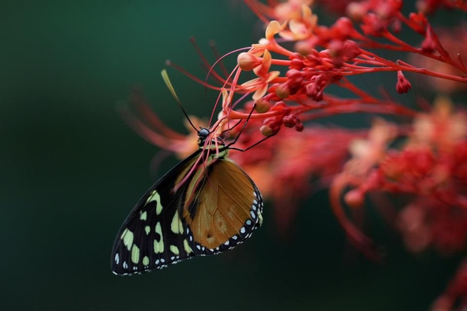 Una mariposa Tithorea Tarricina alimentándose de una flor en el mariposario del Parque Natural Metropolitano.