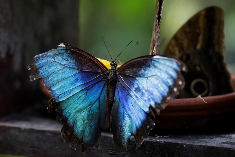 La  mariposa Morpho azul plateado es un símbolo nacional de Panamá.