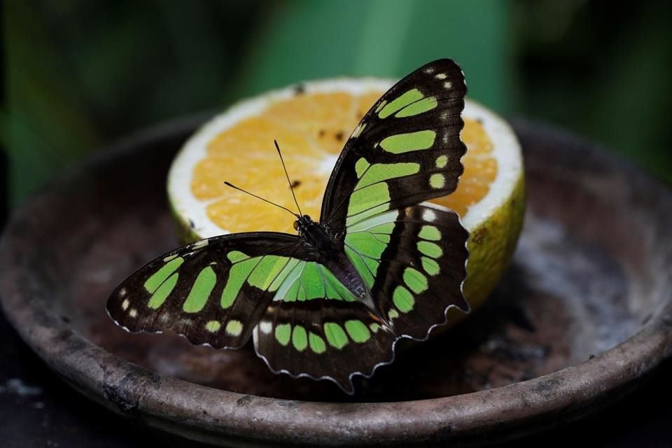 Vista de una mariposa Siproeta Stelenes alimentándose de una naranja.