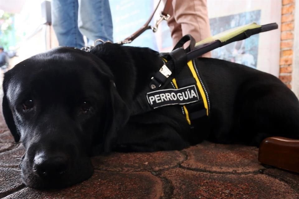 El proyecto reformaría la Ley para la Inclusión y Desarrollo Integral de las Personas con Discapacidad en el Estado, estableciendo un mecanismo de certificación de perros guía.