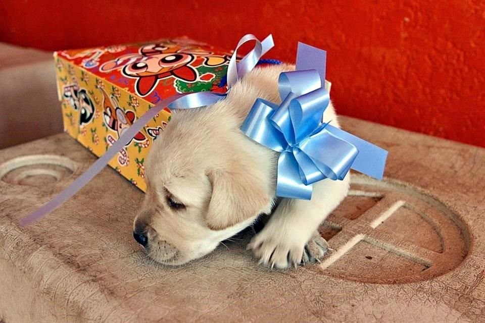 Las fiestas decembrinas pueden convertirse en un suplicio para las mascotas.