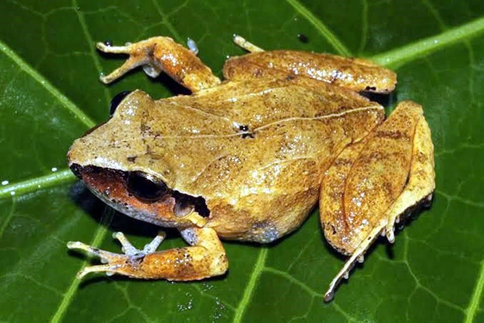 Ranas, sapos, ajolotes y salamandras podrían desaparecer debido al cambio climático y la contaminación, advierte investigador de la UNAM.