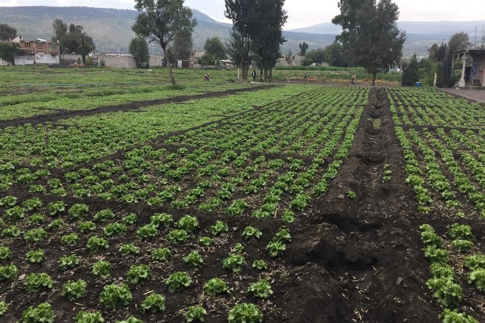 La riqueza productiva de la entidad permite asegurar el abasto de leche y granos. 