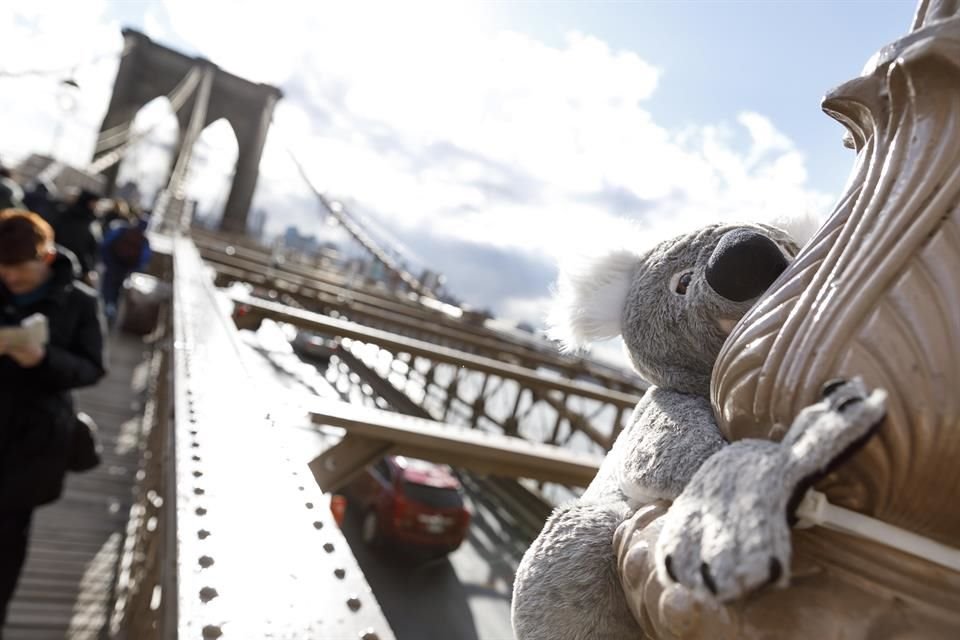 La organización 'Koalas de Nueva York' es la responsable de esta campaña, cuyo objetivo es concientizar y recaudar dinero para ayudar a salvar la vida silvestre de Australia.