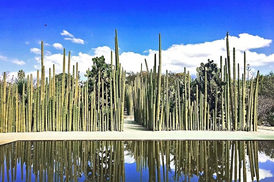 El Jardín Etnobotánico de Oaxaca, fundado por Francisco Toledo, será sede de Somos el jardín, el jardín es nosotros, de Bosco Sodi.