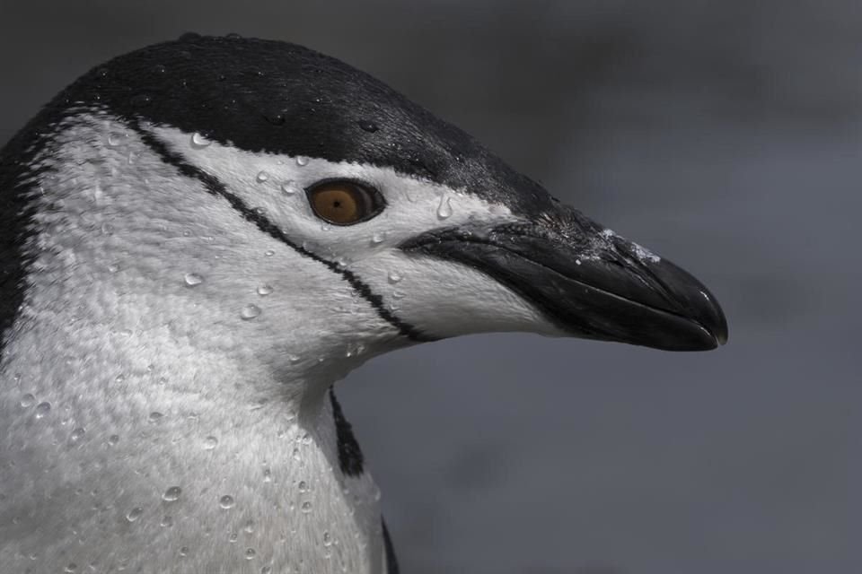 Algunas colonias de pingüinos barbijo han disminuido hasta 77 por ciento en los últimos 50 años, advierte Greenpeace.