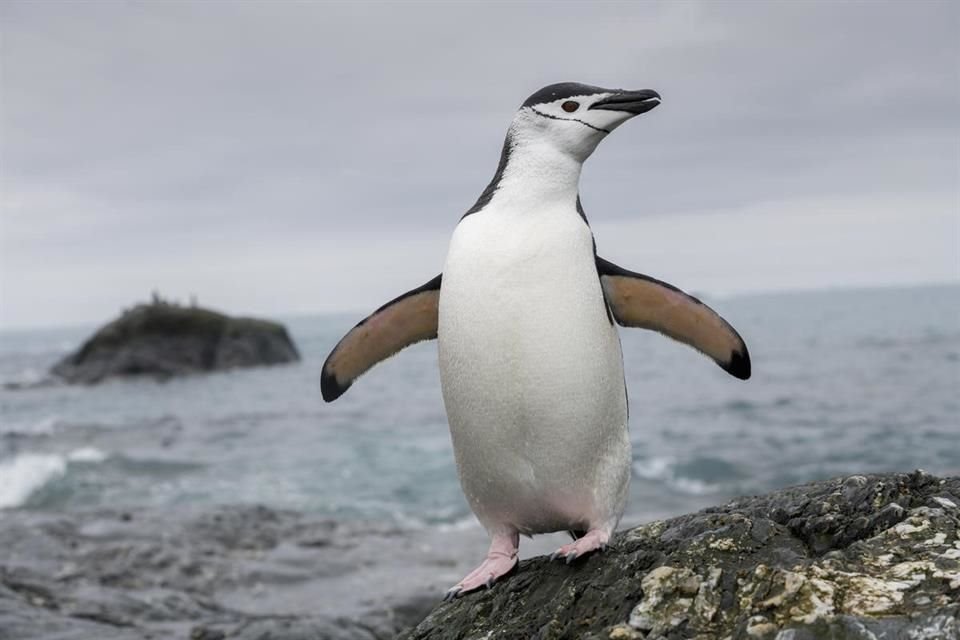 En todas las colonias de la Isla Elefante, un importante hábitat para los pingüinos barbijo, la población de la especie ha caído.