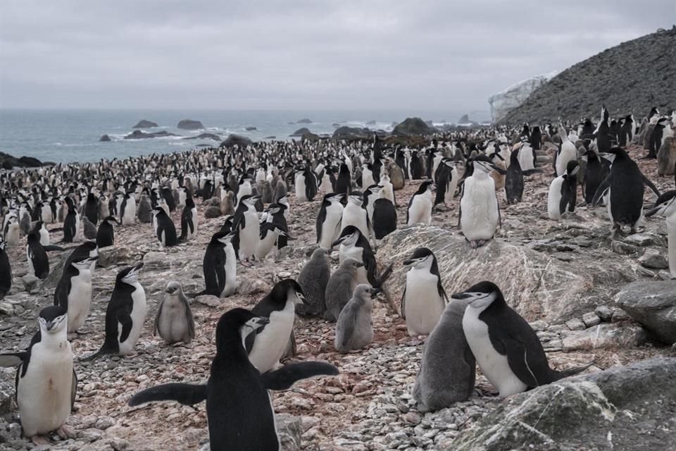 En la Antártida, algunas colonias de pingüinos barbijo han disminuido hasta 77 por ciento desde el último conteo realizado hace casi 50 años.