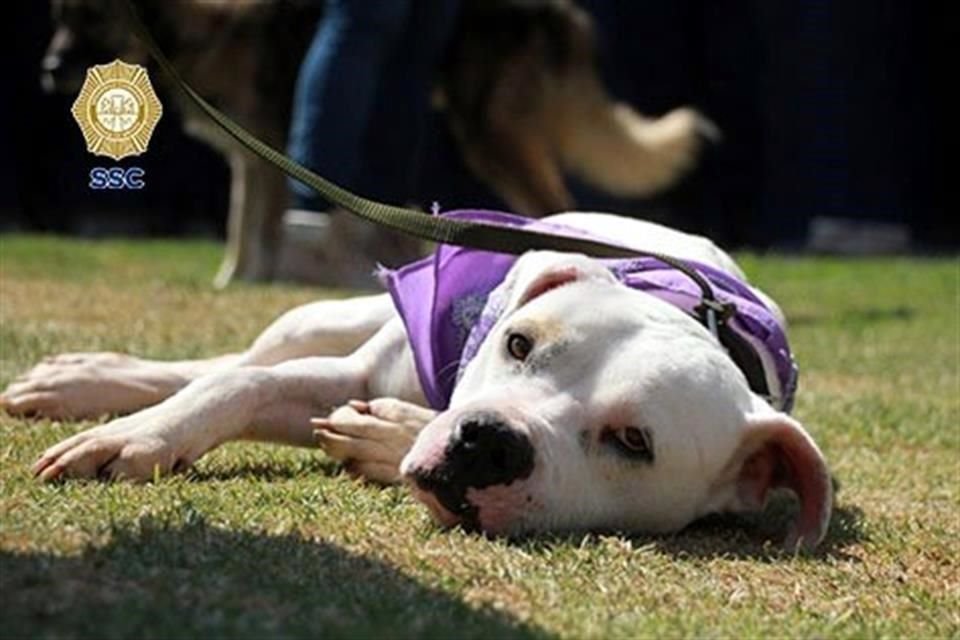 Los brigadistas explicaron el el compromiso que se tiene al momento de apadrinar a uno de los perros, desde la donación de alimentos, medicamentos y utensilios de limpieza, así como visitarlos.
