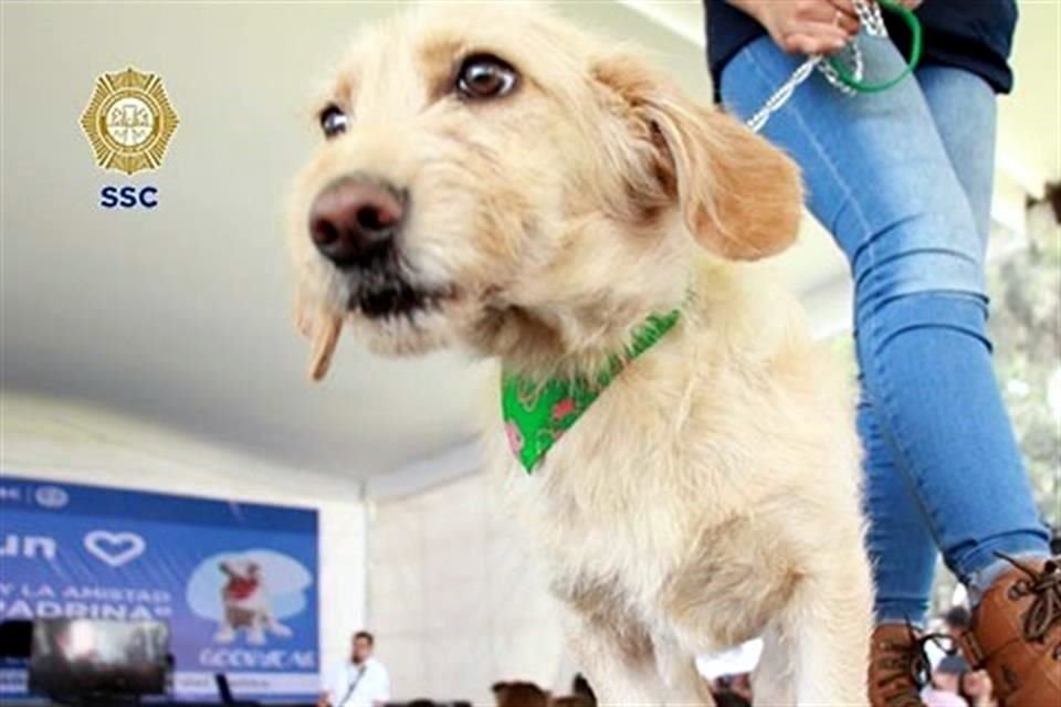 La Brigada exhorta a sumarse a la adopción de mascotas, que se puede en las instalaciones de Xochimilco.