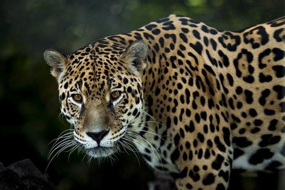 El felino fue considerado como una especie migratoria en peligro por una organización de 130 países.