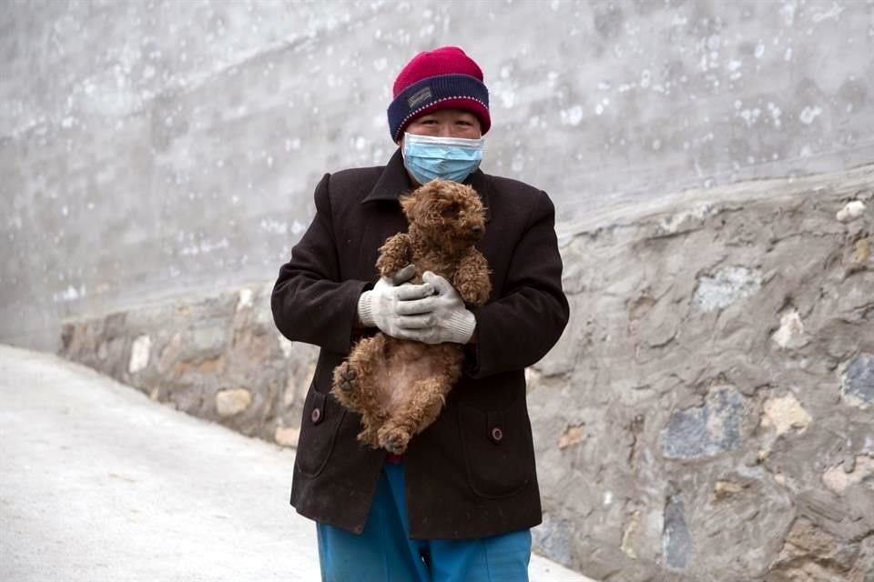 Un perro en Hong Kong dio 'positivo' a una prueba de coronavirus, pero autoridades realizaban pruebas para determinar si estaba infectado.
