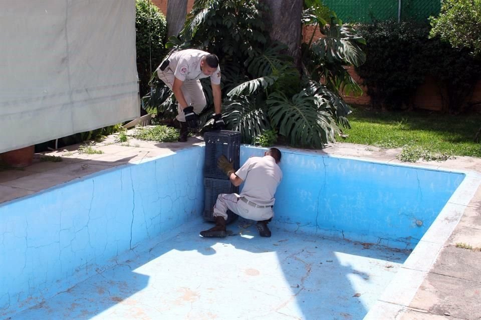 Al final, los rescatistas municipales lograron poner a salvo al tlacuache sin que éste ni alguna persona resultaran lesionados.