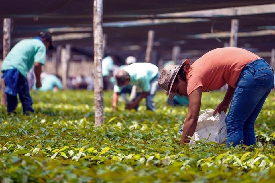 Millones de plantas, además de fertilizantes, herramientas y otros insumos fueron comprados a unas 30 empresas y personas físicas.