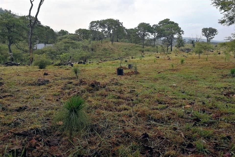 Estas cuatro décadas compo Área Natural Protegida, según las autoridades, han sido benéficas, pues la cobertura forestal ha crecido.